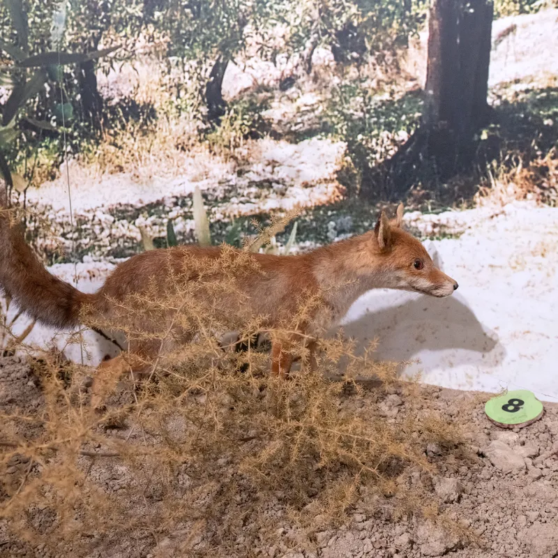 Museo di Storia Naturale