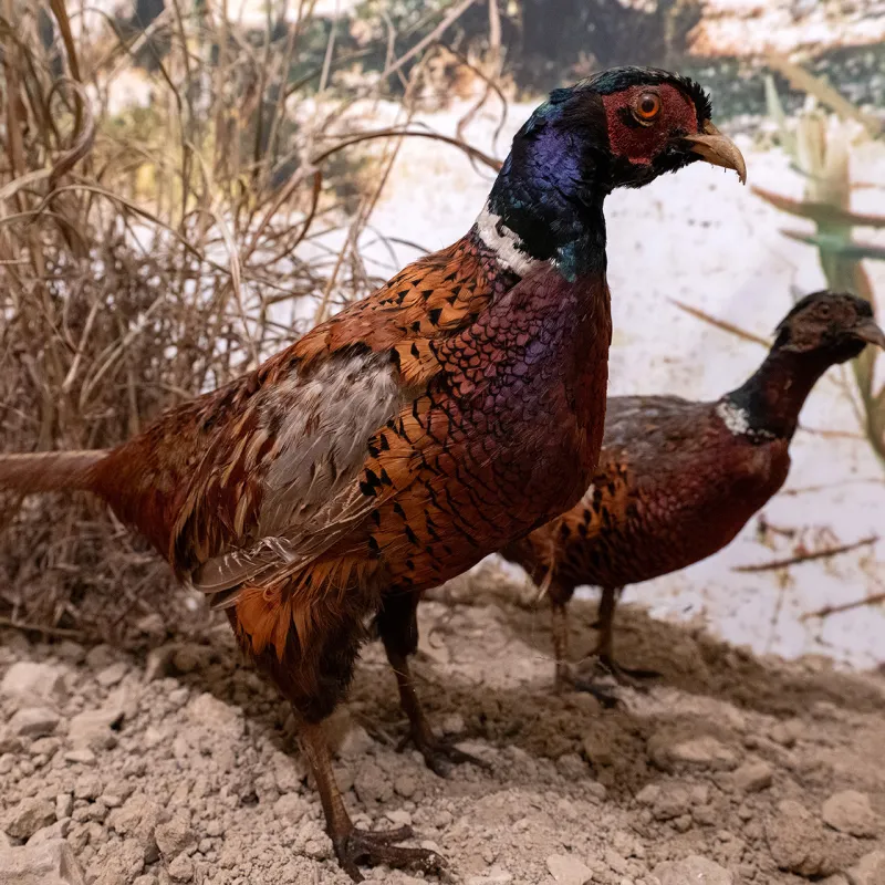Museo di Storia Naturale